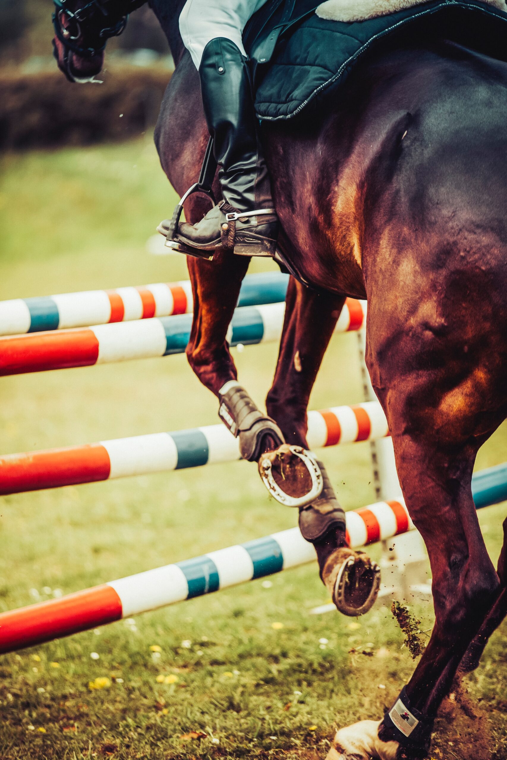 Bilden visar en häst som hoppar vid en hästhopps tävling. Benskydd till hästen är viktiga både till vardagsridning och tävling.